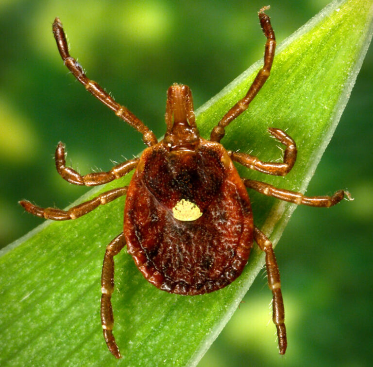 Vanderbilt Health physicians treating more patients with tick bites this year Vanderbilt Health physicians treating more patients with tick bites this year
