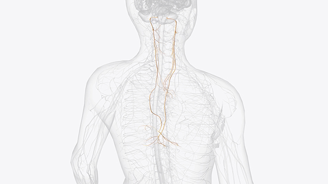 Vagus nerves illustration