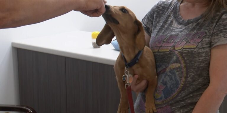 Wildfire smoke and pets: What health officials say to watch for Wildfire smoke and pets: What health officials say to watch for