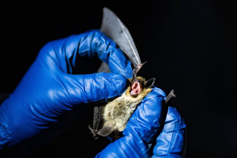 A devastating bat disease continues to spread in Colorado A devastating bat disease continues to spread in Colorado