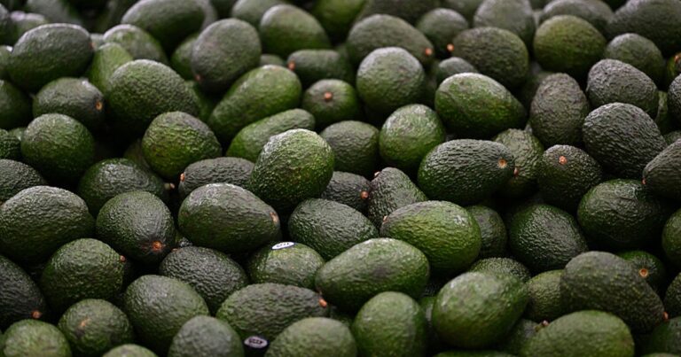 An avocado a day reduces bad cholesterol particles, heart disease risk in adults with obesity, study says An avocado a day reduces bad cholesterol particles, heart disease risk in adults with obesity, study says