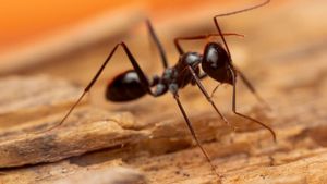Owner of Michelin Restaurant in Seoul Threatened with Prison for Serving Ants