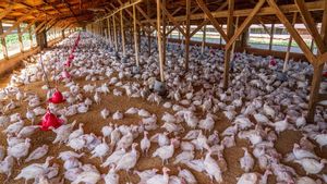 Industrial Chicken Farms Trigger 100 Times the Spread of Diarrhea Bacteria