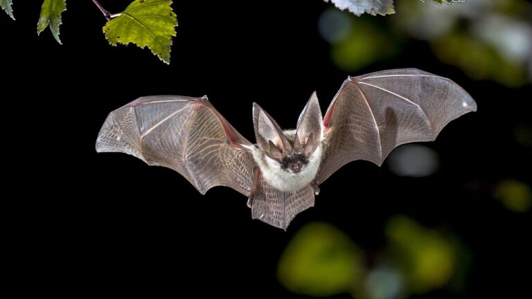 Rabid bat found near zoo restaurant sparks urgent public health warning: ‘Extremely serious’ Rabid bat found near zoo restaurant sparks urgent public health warning: 'Extremely serious'