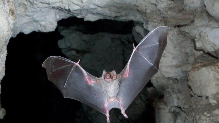 Health officials warn of rabies after bat lands on table at Vista restaurant Health officials warn of rabies after bat lands on table at Vista restaurant