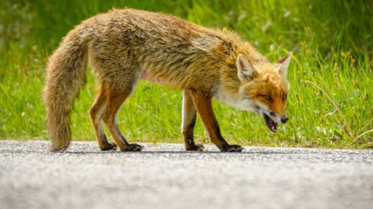 Rabid fox confirmed in Georgetown County; person, dog exposed Rabid fox confirmed in Georgetown County; person, dog exposed