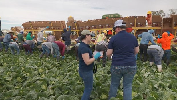 ca-farm-operating-under-leafy-greens-marketing-agreement.jpg