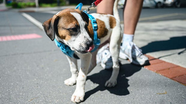 cbsn-fusion-extreme-heat-can-pose-dangers-to-your-pets-heres-how-to-spot-the-warning-signs-thumbnail.jpg