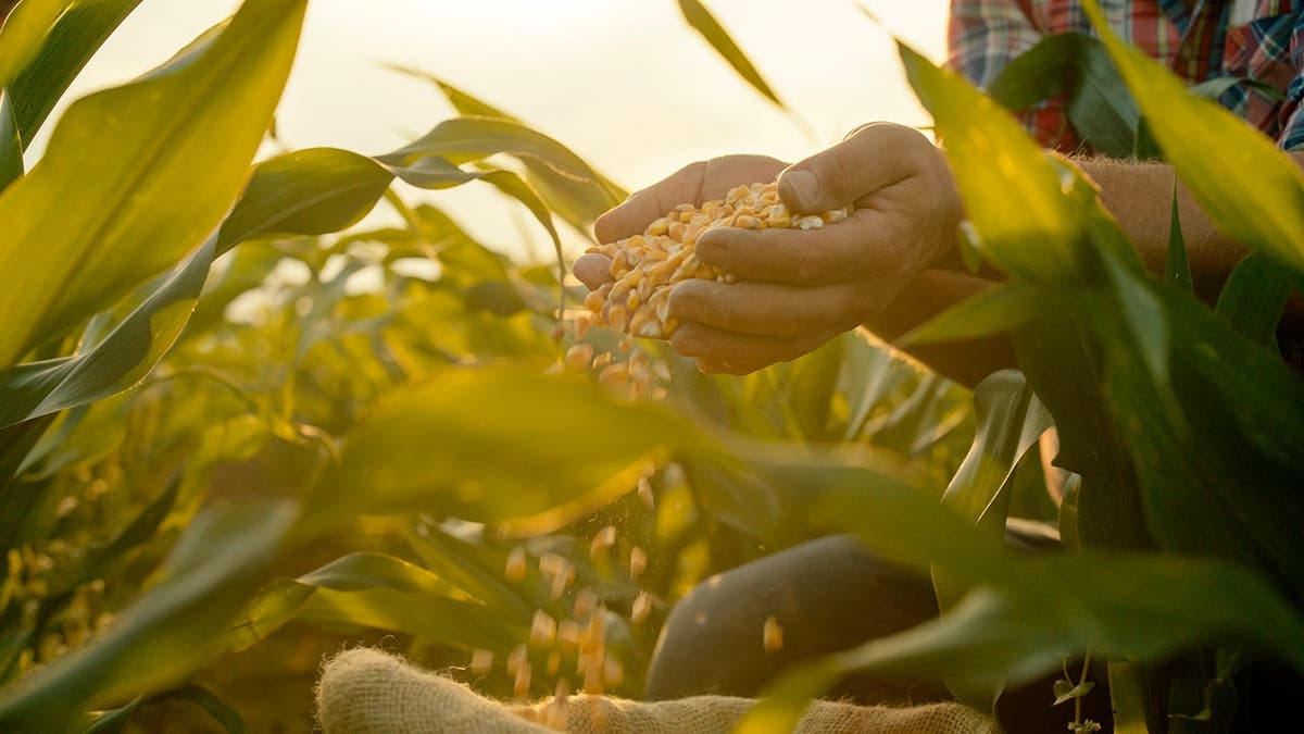 A person holds corn kernels in a field.