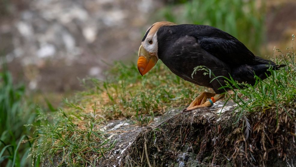Puffin01.jpg