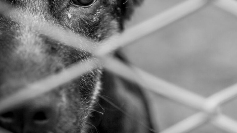 Over 70 animals rescued in suspected animal cruelty investigation Over 70 animals rescued in suspected animal cruelty investigation