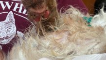 A PSPCA worker displays an example of an injury that was found on a dog that, they say, was abandoned at a North Philly facility on Monday.