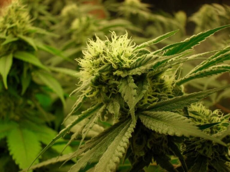 Medical cannabis access under probation and parole: Removing barriers to doctor