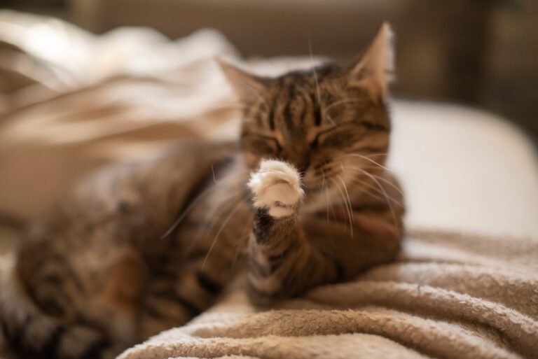 NT-proBNP can help identify feline heart disease, but patient selection matters