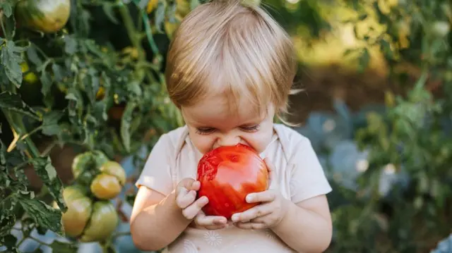 A small child dey hold a large tomato and e try to take a bite.