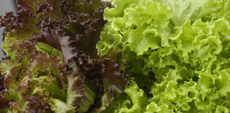 Should you wash your prewashed lettuce? An infectious disease expert explains how to eat your greens safely during the cyclospora outbreak Should you wash your prewashed lettuce? An infectious disease expert explains how to eat your greens safely during the cyclospora outbreak