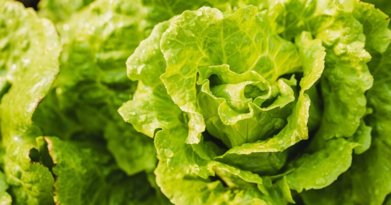 Dallas' Children's Health confirms treating two patients with cyclospora