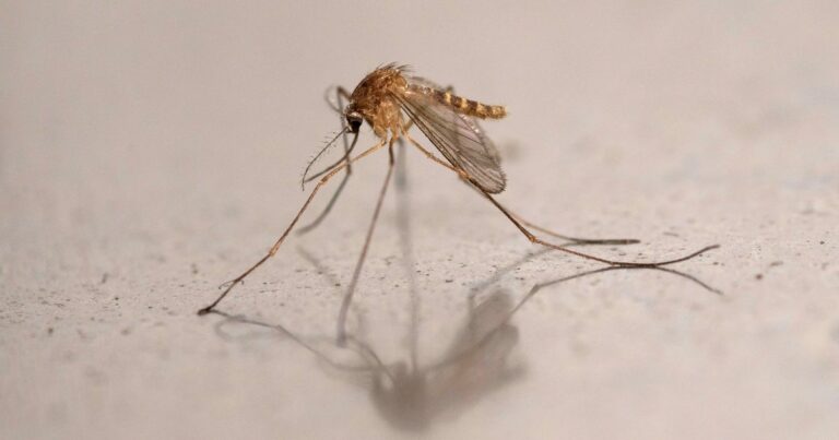Wayne County health officials detect West Nile virus in mosquito population
