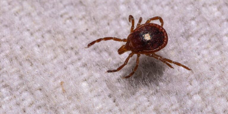 First case of rare, potentially fatal tickborne virus confirmed in New York state