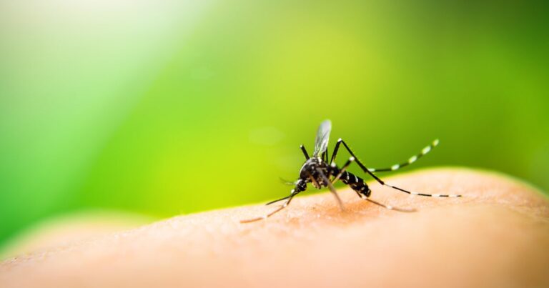 West Nile virus detected in mosquitoes trapped in Fulton County neighborhood, health board reports