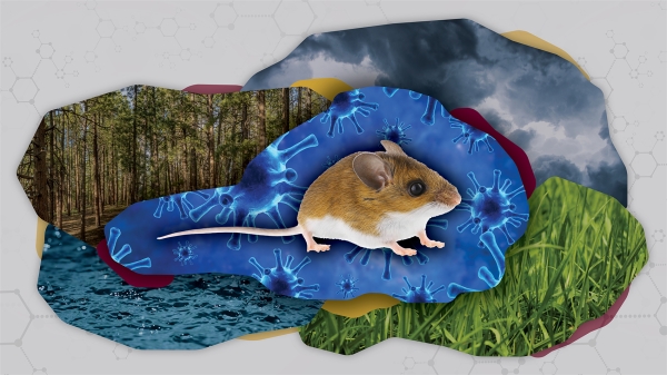 An image of a deer mouse, surrounded by a viral overlay, grasses, water and storm clouds — representing the connection between animals, the environment and human health.
