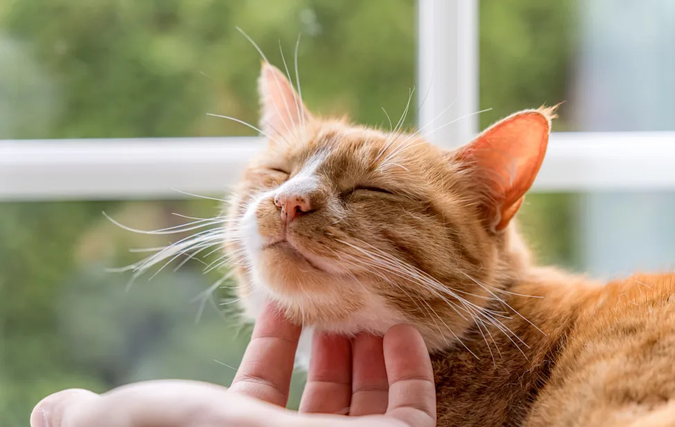 Human hand petting a contented ginger cat with closed eyes, showing comfort and joy