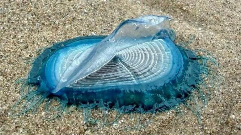 'Incredible' blue sea creatures appear on beaches