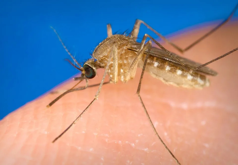 A dangerous mosquito-borne virus that can cause deadly brain swelling is surging across Orange County. Getty Images