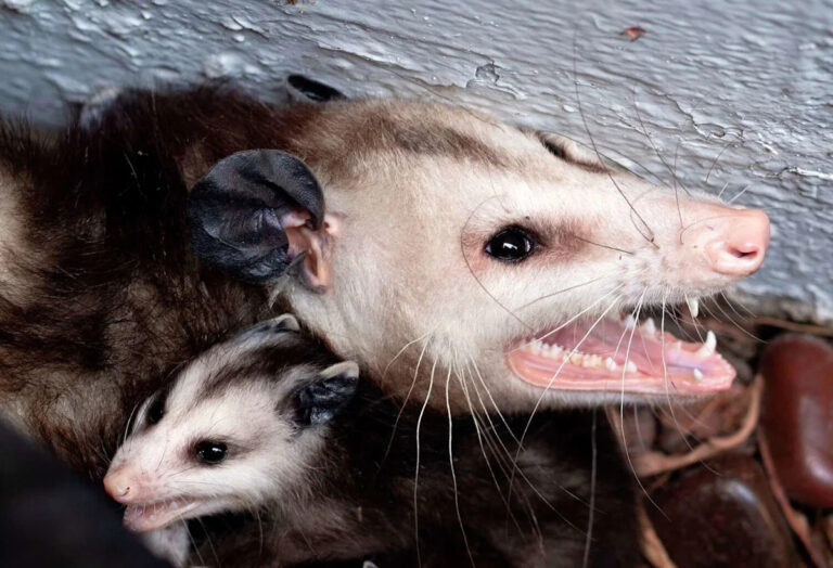 Galveston County critters are carrying a dangerous disease, UTMB study finds Galveston County critters are carrying a dangerous disease, UTMB study finds