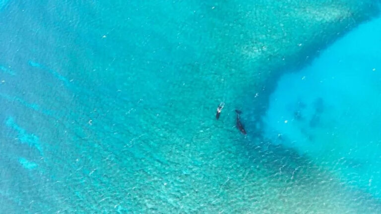 Potential public health risks prompt warning after humpback whale dies off Molokaʻi