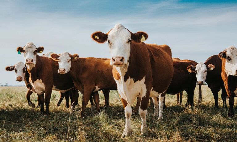 How Eating Healthier Could Reshape Agriculture