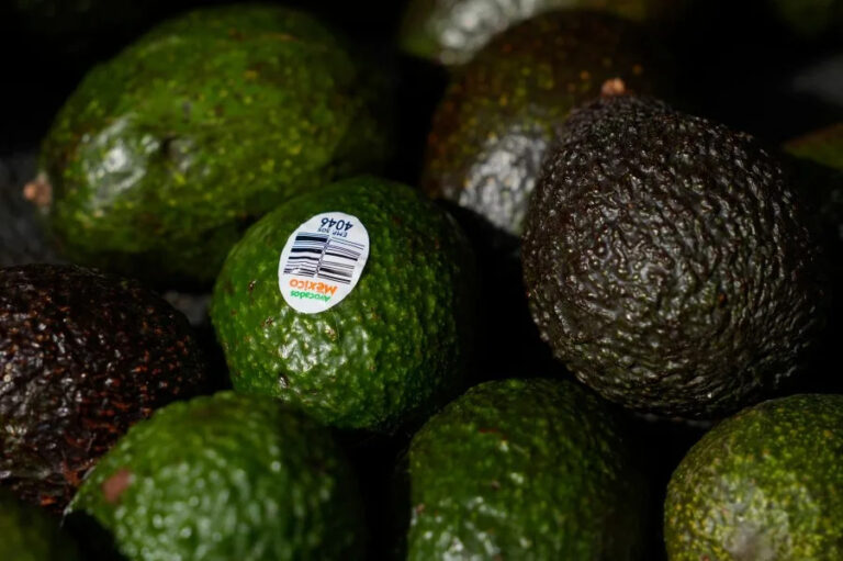 An avocado a day lowers heart disease risk in obese adults: Study