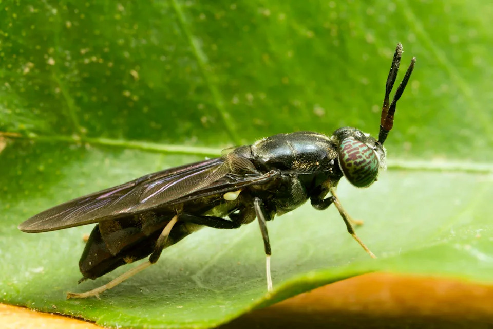 A close-up photograph of a black-colored fly with green and brown patterned eyes
