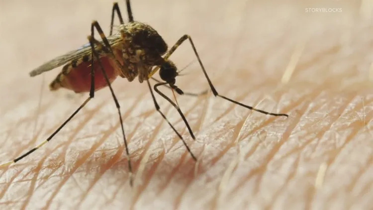 First confirmed West Nile virus case in Louisville prompts mosquito fogging Monday First confirmed West Nile virus case in Louisville prompts mosquito fogging Monday
