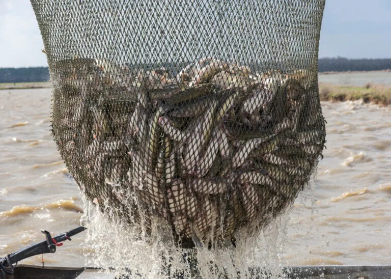 USDA to buy $20M in catfish for nutrition programs