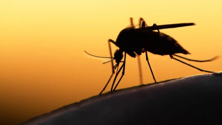 West Nile Virus detected in Mercer mosquitoes