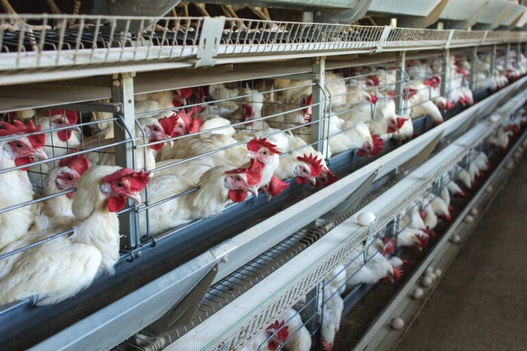 Factory farming could be fuelling spread of disease which causes food poisoning