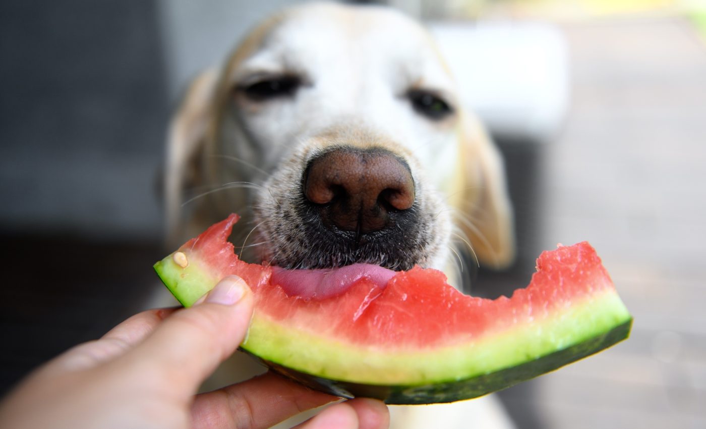 Can pets thrive on vegan diets? What a major review shows