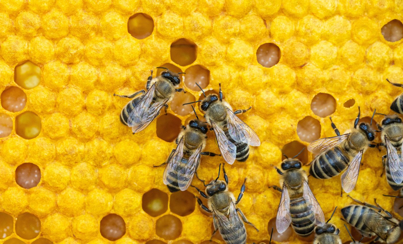 Worker honeybees gather on a golden honeycomb in a hive, illustrating research showing a probiotic diet could boost honeybee resilience in a changing climate.