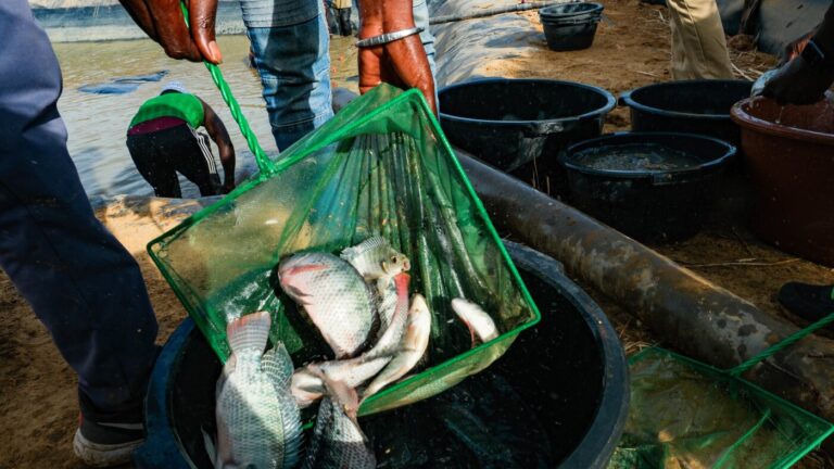 Could fish be a secret ingredient for rice farmers to avoid disease and make more money?