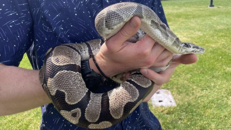 Pythons’ extreme biology may hold clues for treating human disease Pythons' extreme biology may hold clues for treating human disease
