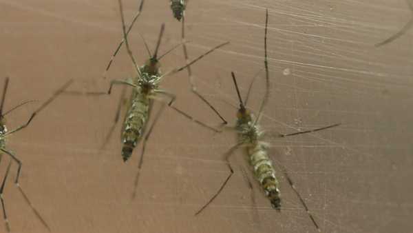 Louisville health department confirms human case of West Nile virus Louisville health department confirms human case of West Nile virus