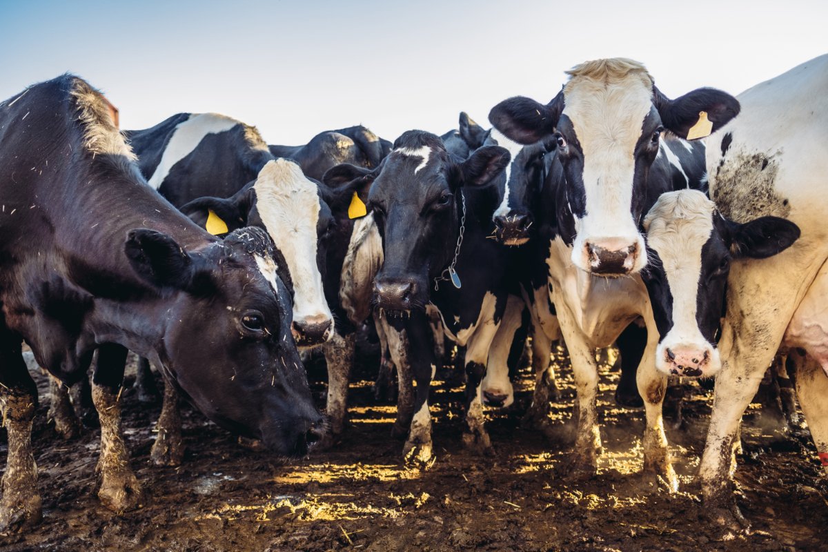 Group of dairy cows in the muddy coral on dairy farm outside Salt Lake City, Utah.