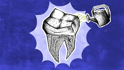 BBC/ Serenity Strull Against a blue background, a hand-drawn picturs of a tooth, showing its roots, being watered with a watering can for flowers (Credit: BBC/ Serenity Strull)