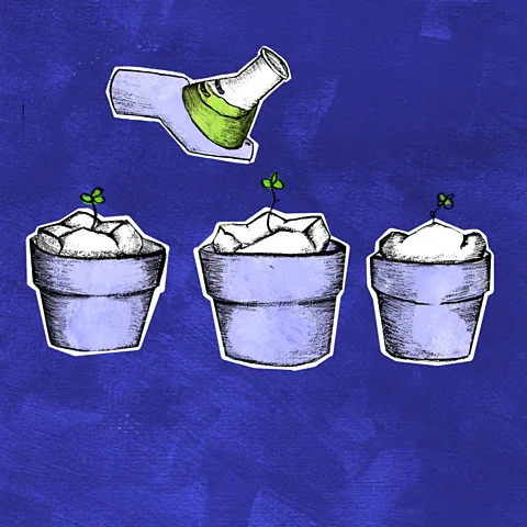 BBC/ Serenity Strull Teeth have four main layers: enamel, dentine, cementum and tooth pulp. These layers are all grown in different ways (Credit: BBC/ Serenity Strull)