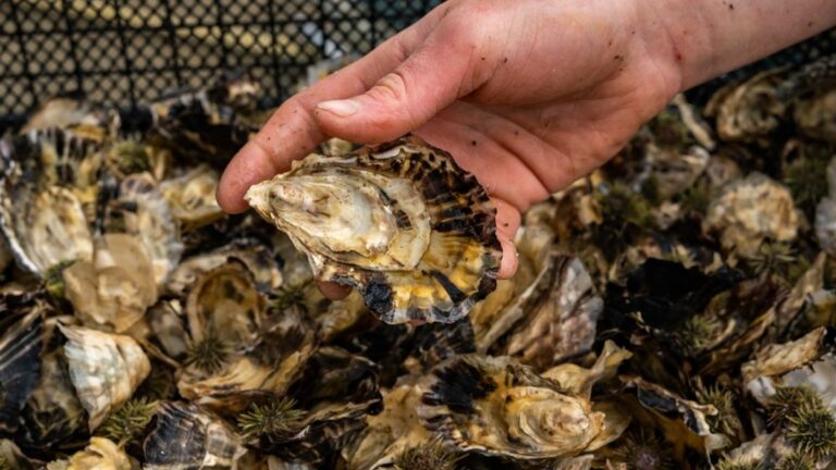 Oyster Meat May Help Reduce Gut Inflammation in Human Cells, Showing Promise for Chronic Diseases Like IBD Oyster Meat May Help Reduce Gut Inflammation in Human Cells, Showing Promise for Chronic Diseases Like IBD