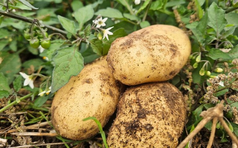 UK Approves First Precision-Bred Disease-Resistant Maris Piper Potato as PiperPlus Moves Closer to Market UK Approves First Precision-Bred Disease-Resistant Maris Piper Potato as PiperPlus Moves Closer to Market