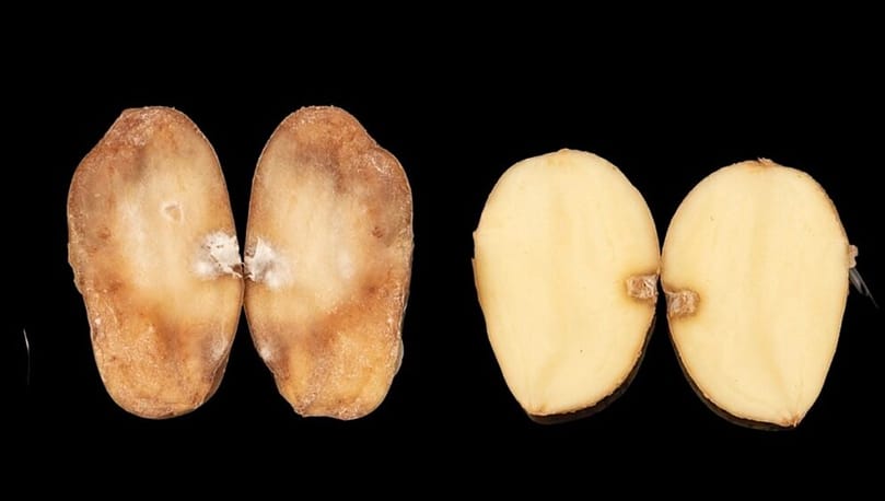 Left: A susceptible Maris Piper tuber infected with the late blight pathogen Phytophthora infestans. Right: A late blight-resistant PiperPlus tuber. The inner notches show where the tubers were inoculated with the pathogen. PiperPlus Rpi genes detect P. infestans and activate the plant's immune system, preventing the pathogen from spreading.