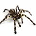 Poecilotheria regalis tarantula