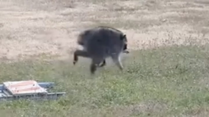 Seattle’s beloved Jimothy the raccoon takes the internet by storm Seattle’s beloved Jimothy the raccoon takes the internet by storm